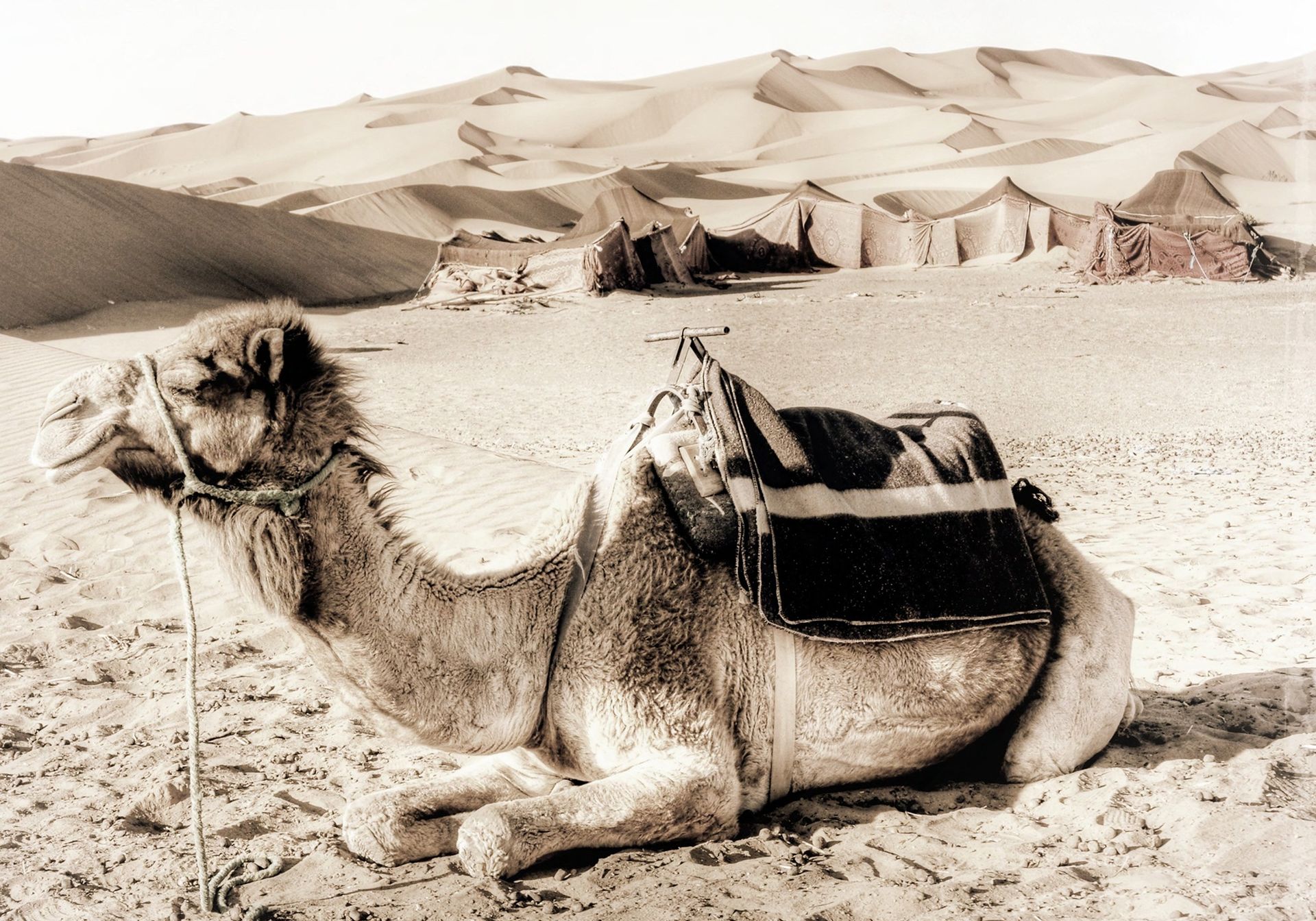 Camels on the historic land of Al Manakha